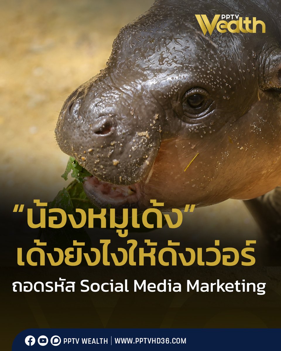 PPTV HD 36 tweet media