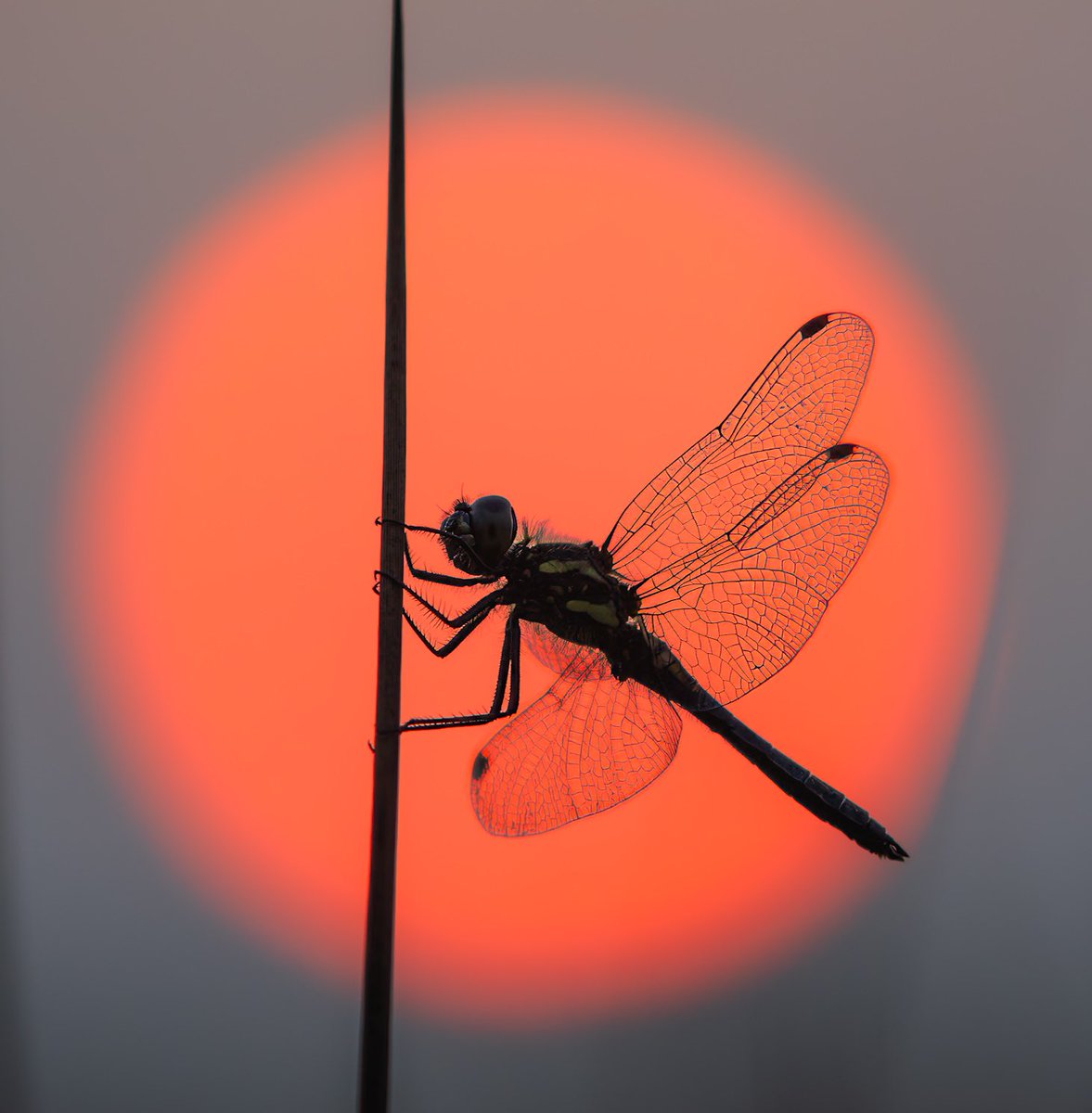 Andrew Fusek Peters (@2peters) on Twitter photo Hugely honoured to make the final 12 in the British Dragonfly Society annual photo competition and my black darter at sunset will be in their 2025 calendar. Do support <a href="/BDSdragonflies/">British Dragonfly Society</a> who are fighting to conserve our dragonflies and damselflies <a href="/graffeg_books/">Graffeg</a> <a href="/OMSYSTEMcameras/">OM SYSTEM Cameras</a> Hugely honoured to make the final 12 in the British Dragonfly Society annual photo competition and my black darter at sunset will be in their 2025 calendar. Do support <a href="/BDSdragonflies/">British Dragonfly Society</a> who are fighting to conserve our dragonflies and damselflies <a href="/graffeg_books/">Graffeg</a> <a href="/OMSYSTEMcameras/">OM SYSTEM Cameras</a>