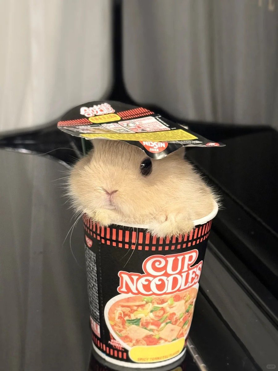 Why you should have a rabbit (@shouldhaverabit) on Twitter photo 