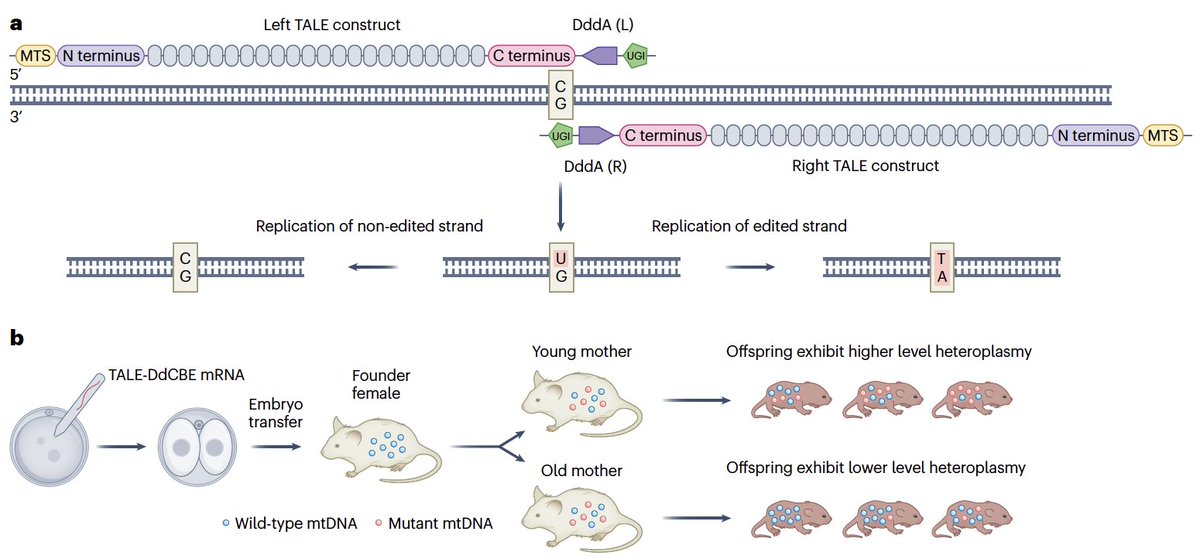 News and Views from us on maternal transmission of mtDNA:
rdcu.be/dSWDA
In addition to the bottleneck mechanism and purifying selection in early oocyte development, elegant experiments show that purifying selection  also occurs during postnatal mouse oocyte development.