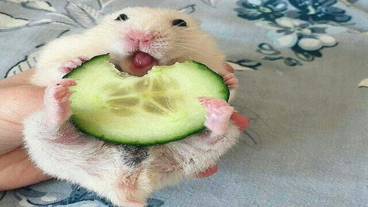 aevo_intern's tweet photo. WE ARE SO BACK.

AGAIN.

TODAY, OUR FREN @hamster_kombat IS BEING RELEASED FROM IT'S CAGE. TRILLIONS OF DOLLARS FROM SMART MONEY FLOW INTO THE MARKET. https://t.co/CRGR3lZQvV