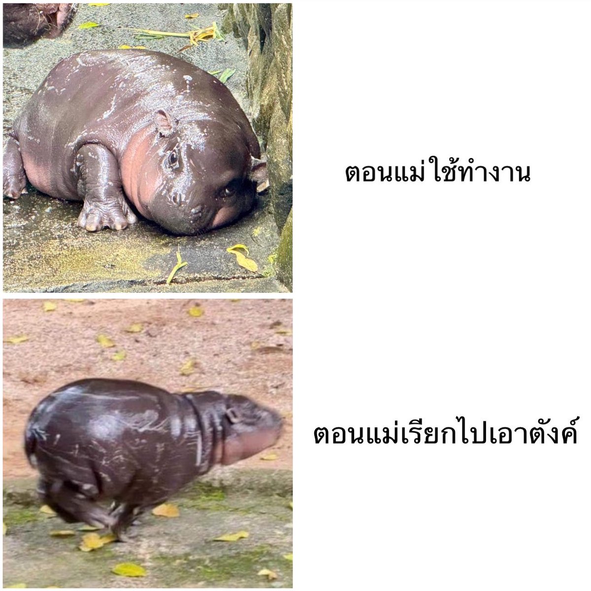 sfkkfs_'s tweet image. จริงมากกก 555555555555555555555555