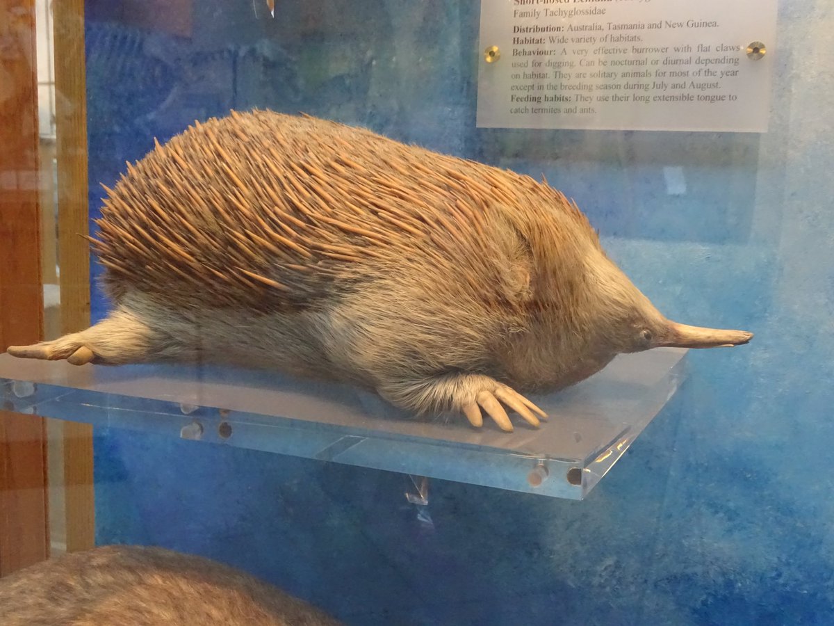 Jack Ashby (@jackdashby) on Twitter photo What a privilege to see the first two #echidna drawings sent to Europe, in <a href="/NHM_Library/">NHM Library and Archives</a> - clearly based on dead animals, lying belly-flat with their legs splayed. They go a long way to explaining why so much echidna #taxidermy looks like this, posed in a way no animal could move. What a privilege to see the first two #echidna drawings sent to Europe, in <a href="/NHM_Library/">NHM Library and Archives</a> - clearly based on dead animals, lying belly-flat with their legs splayed. They go a long way to explaining why so much echidna #taxidermy looks like this, posed in a way no animal could move.