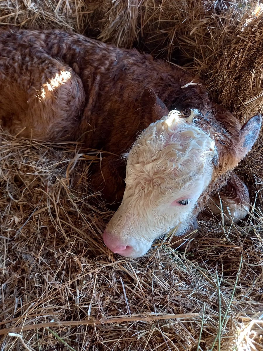 anabelica81's tweet image. Sunce, jedan dasa je stigao na svet i dan ne može bolje da počne.🍀☕️