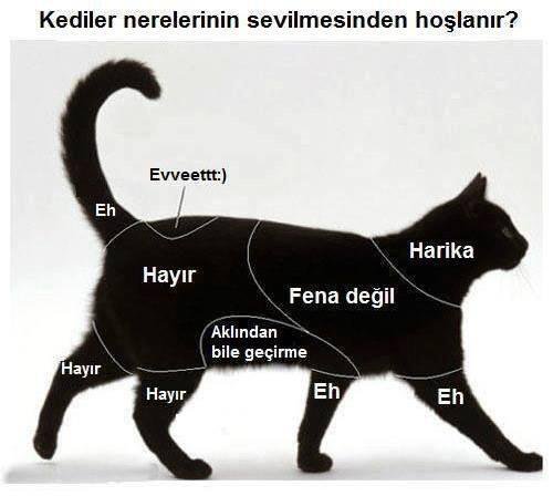 BilginSilan's tweet photo. Yeni başlayanlar için kedi sevme haritası https://t.co/mAozVvDMg9