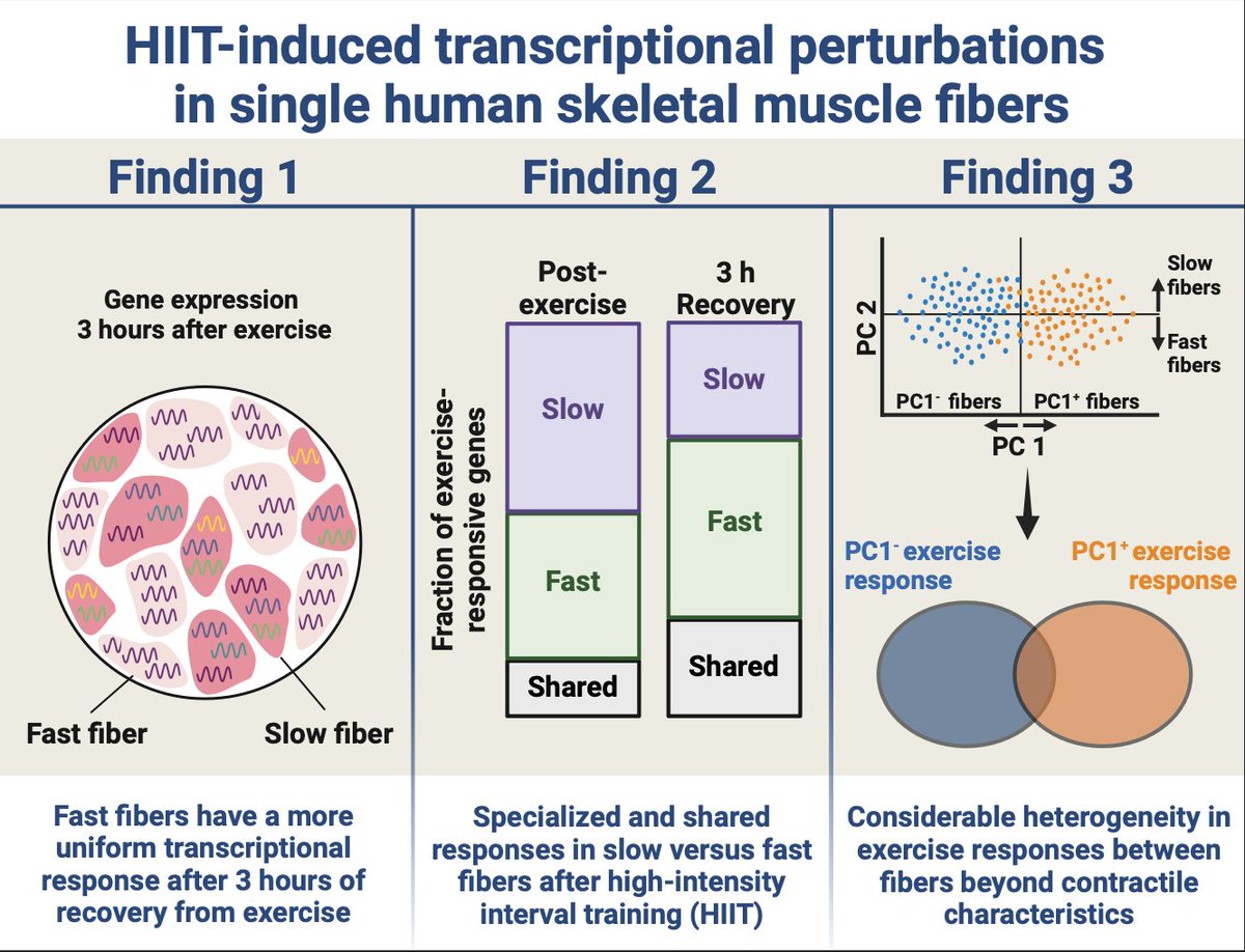 Thibaux Van der Stede (@thibauxv) on Twitter photo We used our single-fiber transcriptomics workflow to profile how individual human muscle fibers respond to exercise. Our results are out now in <a href="/AJPCellPhys/">AJP-Cell Physiology</a>, with thanks to <a href="/TeamDerave/">TeamDerave</a>, <a href="/FWOVlaanderen/">FWO</a> and <a href="/ugent_fge/">UGent Geneeskunde & Gezondheidswetenschappen</a> (1/5)
journals.physiology.org/doi/epdf/10.11… We used our single-fiber transcriptomics workflow to profile how individual human muscle fibers respond to exercise. Our results are out now in <a href="/AJPCellPhys/">AJP-Cell Physiology</a>, with thanks to <a href="/TeamDerave/">TeamDerave</a>, <a href="/FWOVlaanderen/">FWO</a> and <a href="/ugent_fge/">UGent Geneeskunde & Gezondheidswetenschappen</a> (1/5)
journals.physiology.org/doi/epdf/10.11…