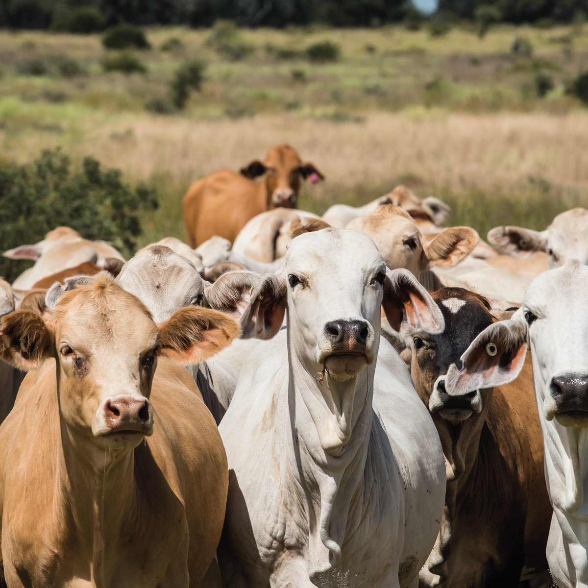 Fura Gems tweet media