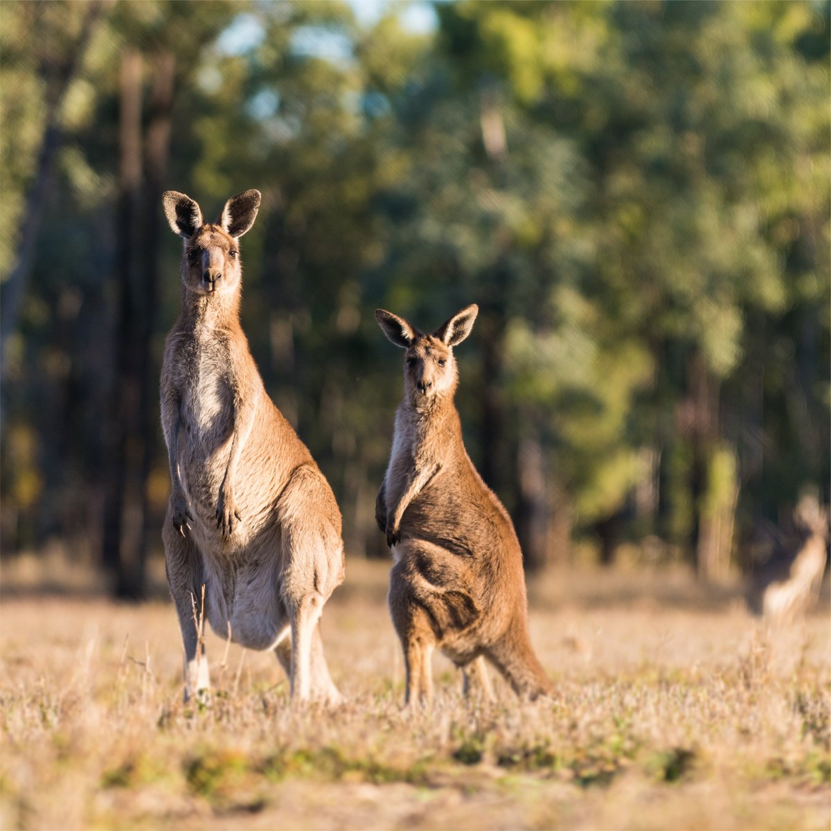 Fura Gems tweet media