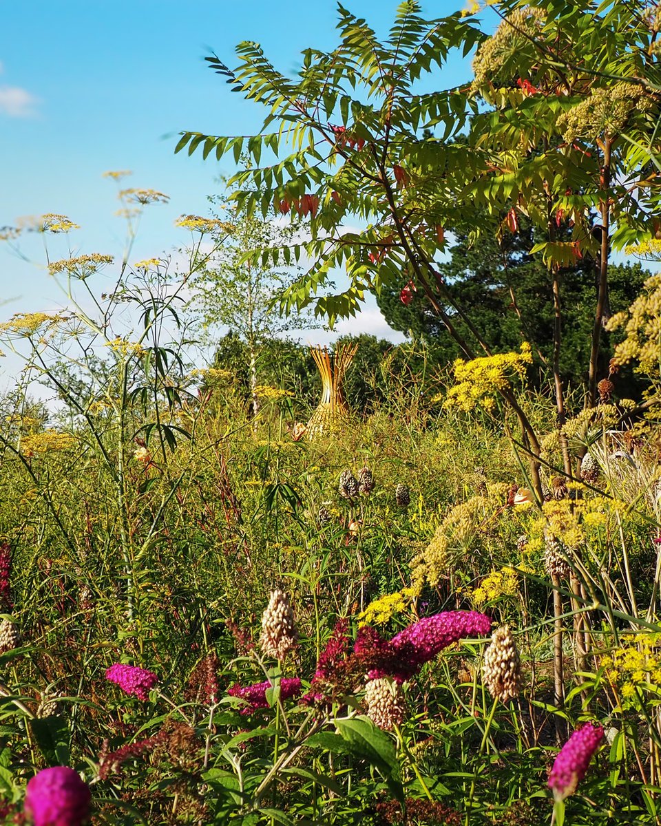 AnnMariePowell's tweet photo. Day 26 of #Summerscapes & a favourite image from the RHS Wisley Wildlife Garden. We believe that whether intentional or not, we all garden for wildlife. By making conscious choices in our designs, we can create spaces that are beautiful & life-sustaining for countless species. https://t.co/U9VbDaPwSE