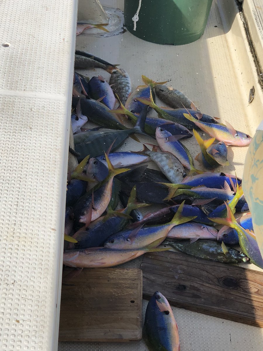 SAMRAITEAMBOSS's tweet image. よーけ釣れました😁