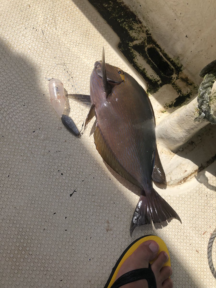 SAMRAITEAMBOSS's tweet image. よーけ釣れました😁