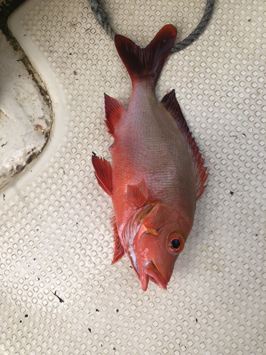 SAMRAITEAMBOSS's tweet image. よーけ釣れました😁