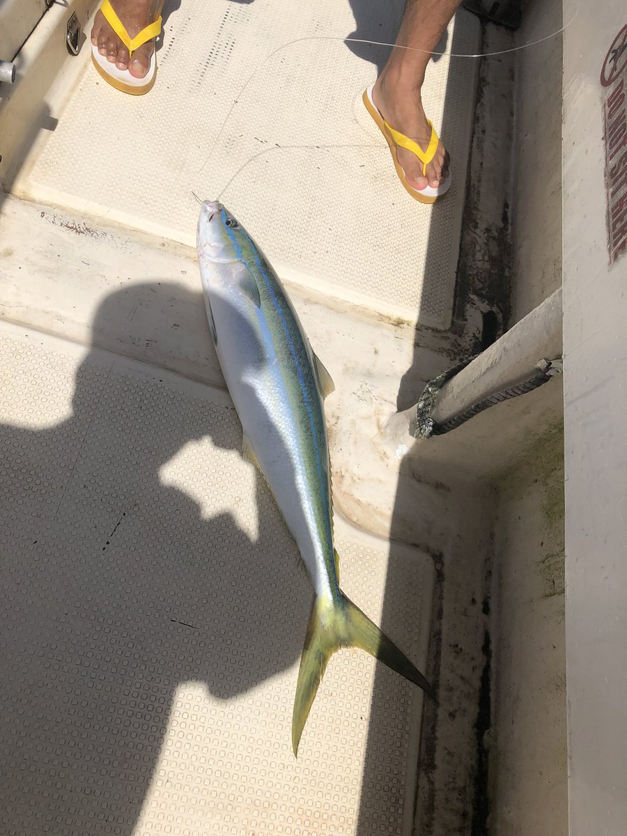 SAMRAITEAMBOSS's tweet image. よーけ釣れました😁