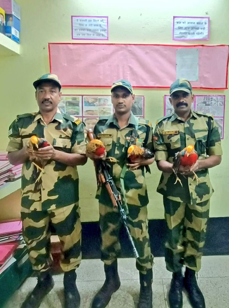 rp01915's tweet image. Congratulations to #BSF Jawans rescued 4 rare Chinese Golden Pheasants while foiling wildlife smuggling attempt at Indo-Bangladesh border. These exotic birds, native to western China, were being smuggled into India from Bangladesh. 
#GoldenPheasant  #MumbaiRain
#IPLRetention