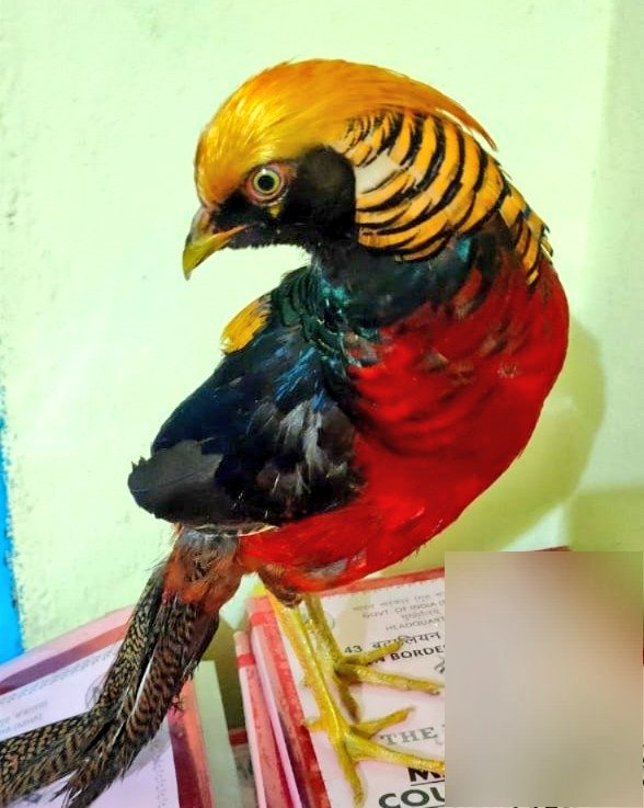rp01915's tweet image. Congratulations to #BSF Jawans rescued 4 rare Chinese Golden Pheasants while foiling wildlife smuggling attempt at Indo-Bangladesh border. These exotic birds, native to western China, were being smuggled into India from Bangladesh. 
#GoldenPheasant  #MumbaiRain
#IPLRetention