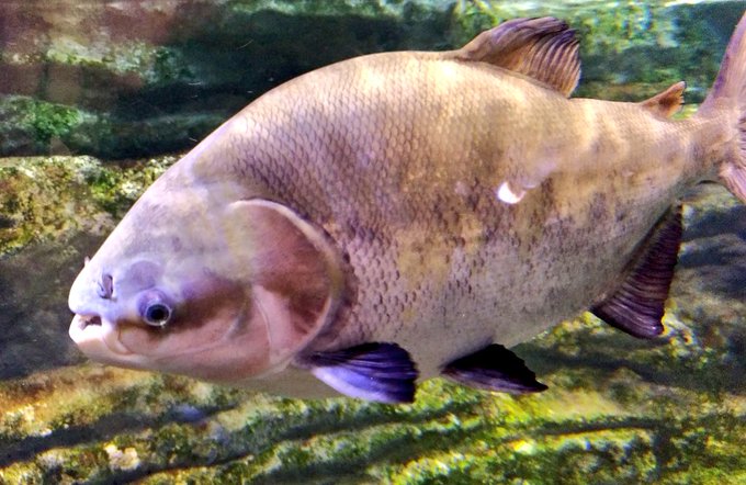 いろいろおる。大きい。 