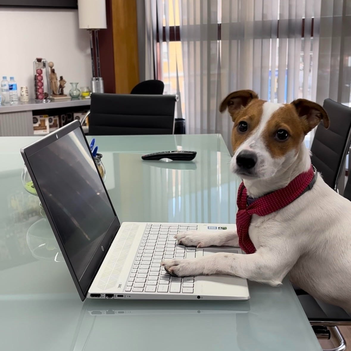 MicroareaSpain's tweet image. Nuestra mascota Kylan os desea un #FelizJueves ;) 
directamente desde microarea.es 

#perro #dog #petlovers #petfriendly #officedog #despacho #empresa #software #SoftwareDevelopment #SoftwareEngineer #microarea