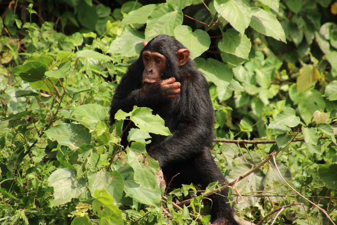ngambaisland's tweet photo. Having trouble getting your child to stop sucking their thumb? Same here... but Eazy is just too cute to say no to! 💚
#chimplife #thumbsupforconservation #chimpanzees https://t.co/zzBiXR4FFb