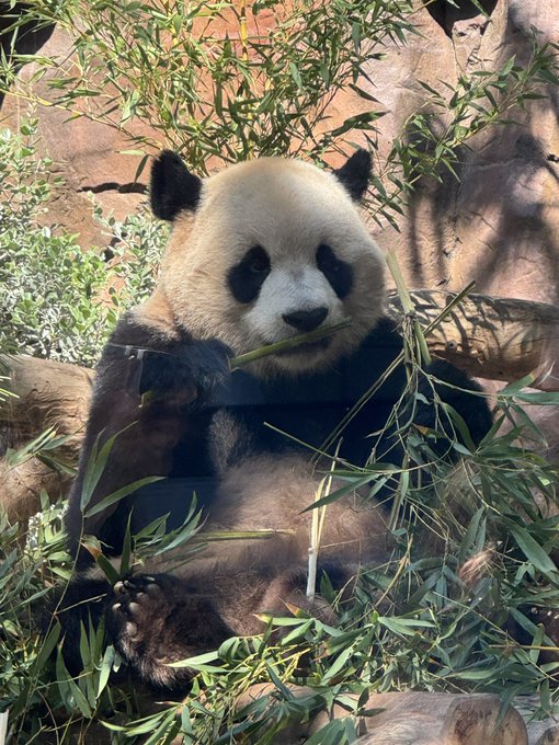 1 pic. I got to see the #pandas at the Sandiego’s zoo!! https://t.co/isQ1w8GX6t