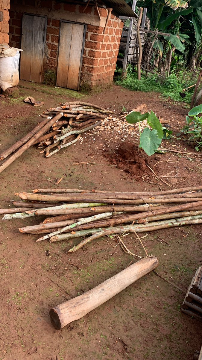 FungomF's tweet photo. As a measure to secure the compound, we are using locally sourced materials to construct a fence that will help keep away stray animals from encroaching into our property and destroy our farm produce.
#bamboo #fence #construction #localmethods #FungomFarms https://t.co/QsuClZVEBd