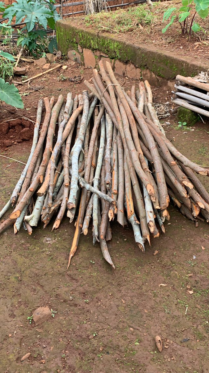 FungomF's tweet photo. As a measure to secure the compound, we are using locally sourced materials to construct a fence that will help keep away stray animals from encroaching into our property and destroy our farm produce.
#bamboo #fence #construction #localmethods #FungomFarms https://t.co/QsuClZVEBd