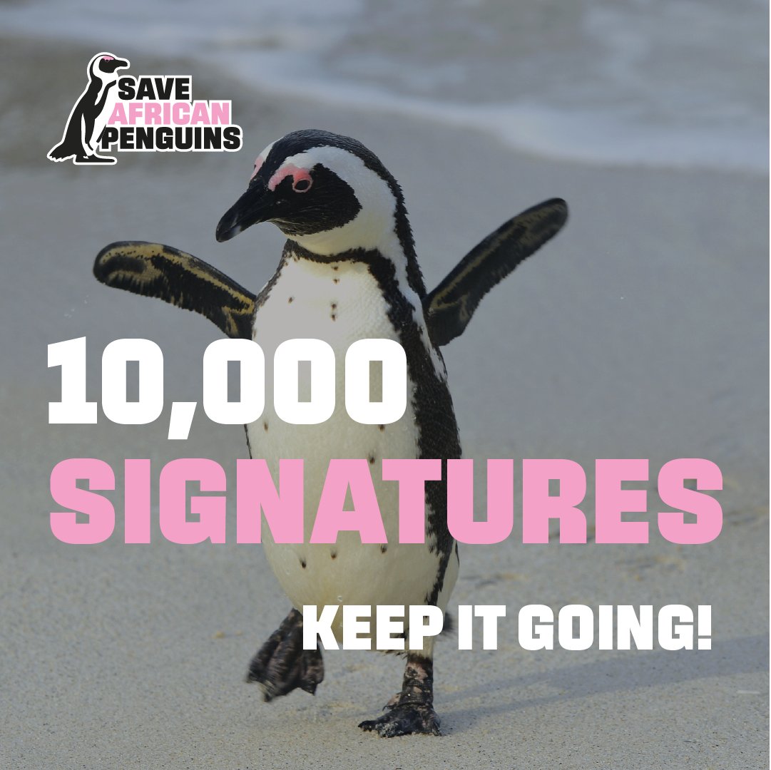We’ve hit 10,000 signatures to #SaveAfricanPenguins, but the fight isn’t over yet!
With 97% of the population gone in just 100 years due to climate change and commercial fishing. Help us reach 15,000 signatures to safeguard the African Penguins future. ✍️only.one/act/save-afric…
