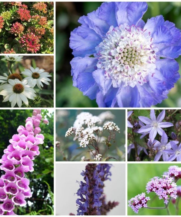 Vaste_Tuinplant's tweet photo. ๐ฆ๐ Creรซer een paradijs voor vlinders en bijen in je tuin met ons Borderpakket! Geniet van kleurrijke bloei van voorjaar tot herfst. โจ
Ontdek het pakket: https://t.co/k72r60z3R3
#Tuinieren #VlindersEnBijen #Borderpakket #VasteTuinplanten #TuinInspiratie #EcologischTuinieren https://t.co/MgkCTncHV0