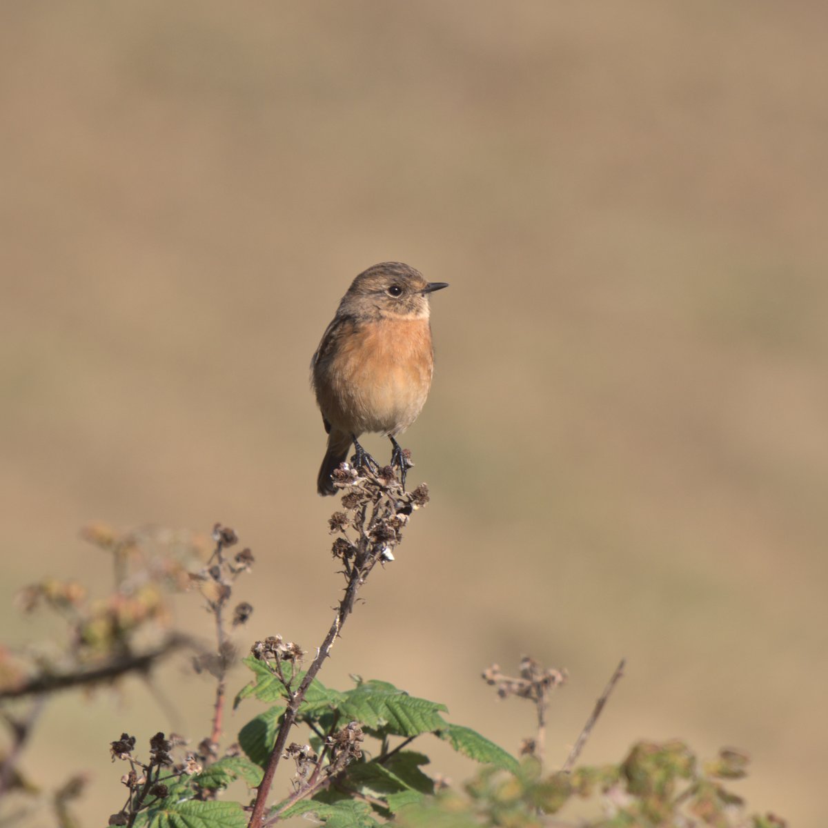 And the female stonechat. They were never far away from each other. #HolyroodPark #Edinburgh