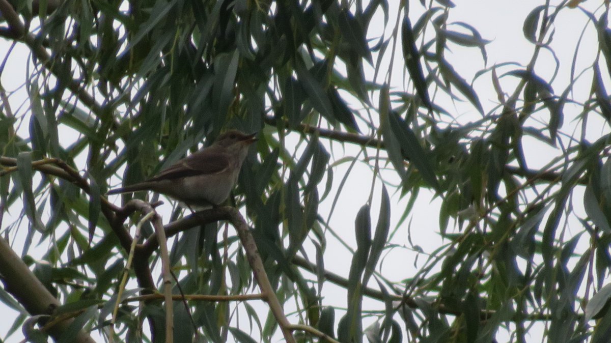 A little late but a very welcome addition to the 2024 local patch list. Spotted Flycatcher Gorhambury Estate, St Albans [TL126087]. #hertsbirds <a href="/bglynn500/">Brendan Glynn 🐎🐝🇪🇺 🇮🇪</a>