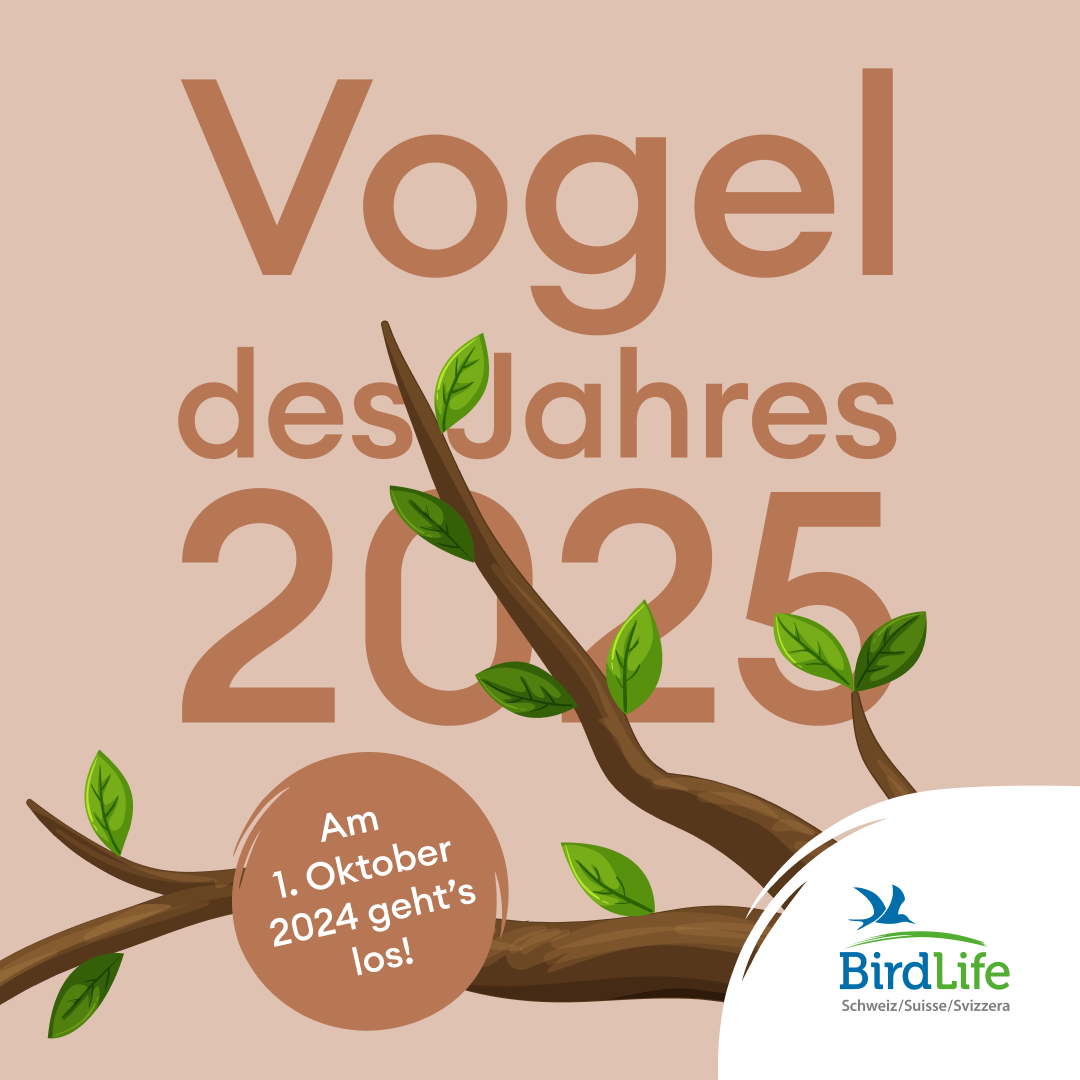 🐤Bald beginnt die Online-Wahl zum Schweizer Vogel des Jahres 2025!🐤

Wer sind die 5 gefiederten Kandidaten? Wie kann man mitmachen? Und gibt es vielleicht sogar etwas zu gewinnen? In wenigen Tagen erfährt ihr mehr…

#vogeldesjahres #naturschutz #birdlife #bird #nature