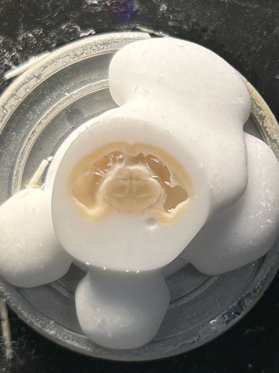 Raquel Adaia tweet media