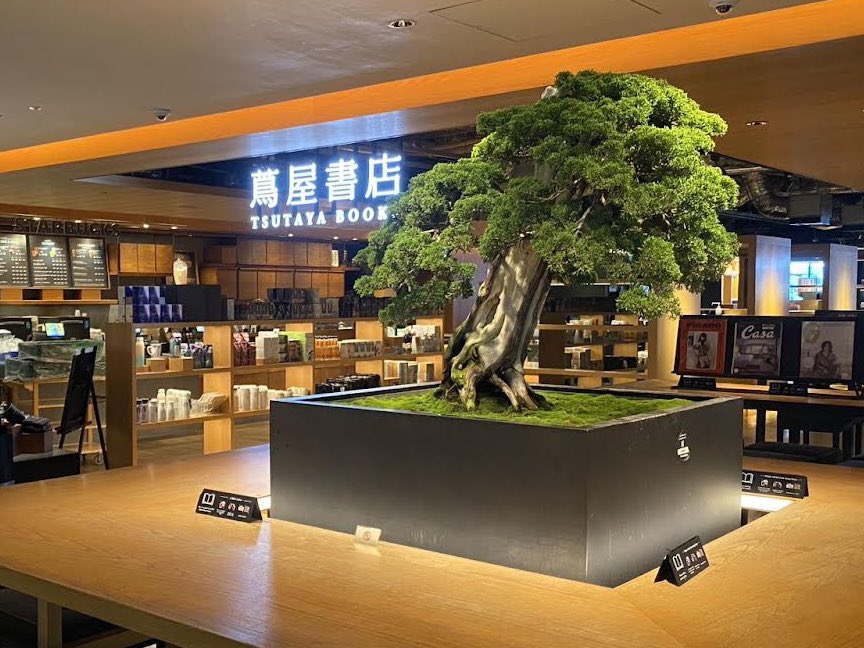 販売中／ 【盆栽】【盆栽】真柏 (シンパク) chinese juniper 樹齢約180