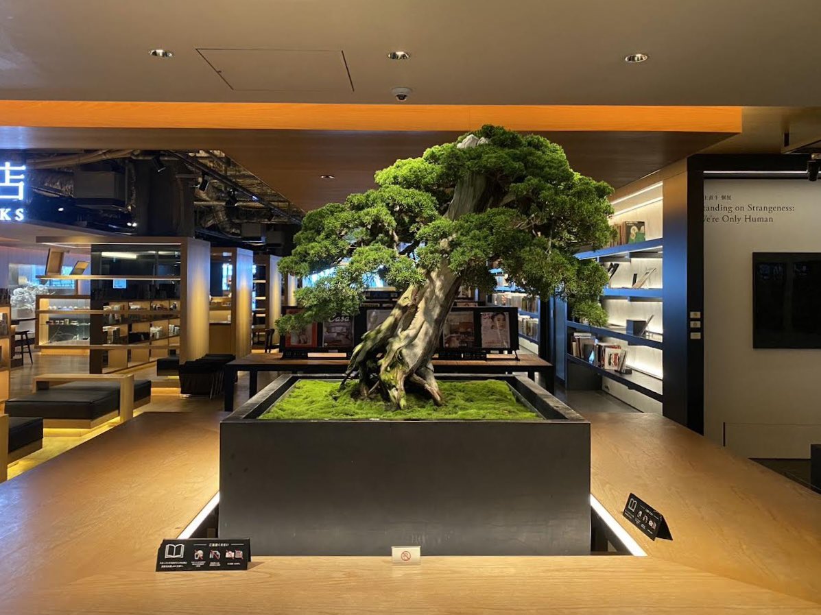 販売中／ 【盆栽】【盆栽】真柏 (シンパク) chinese juniper 樹齢約180