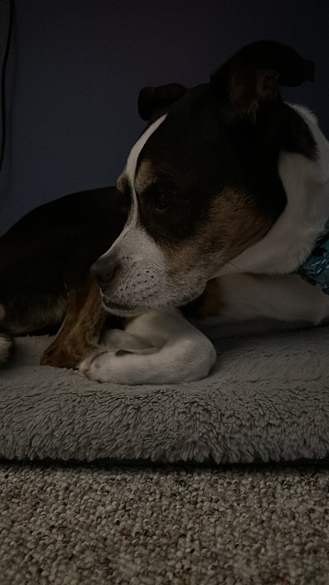 Momma, dere are thunder boomers outside right now, so I will be under your desk until dey go away!! - Love Buzzie