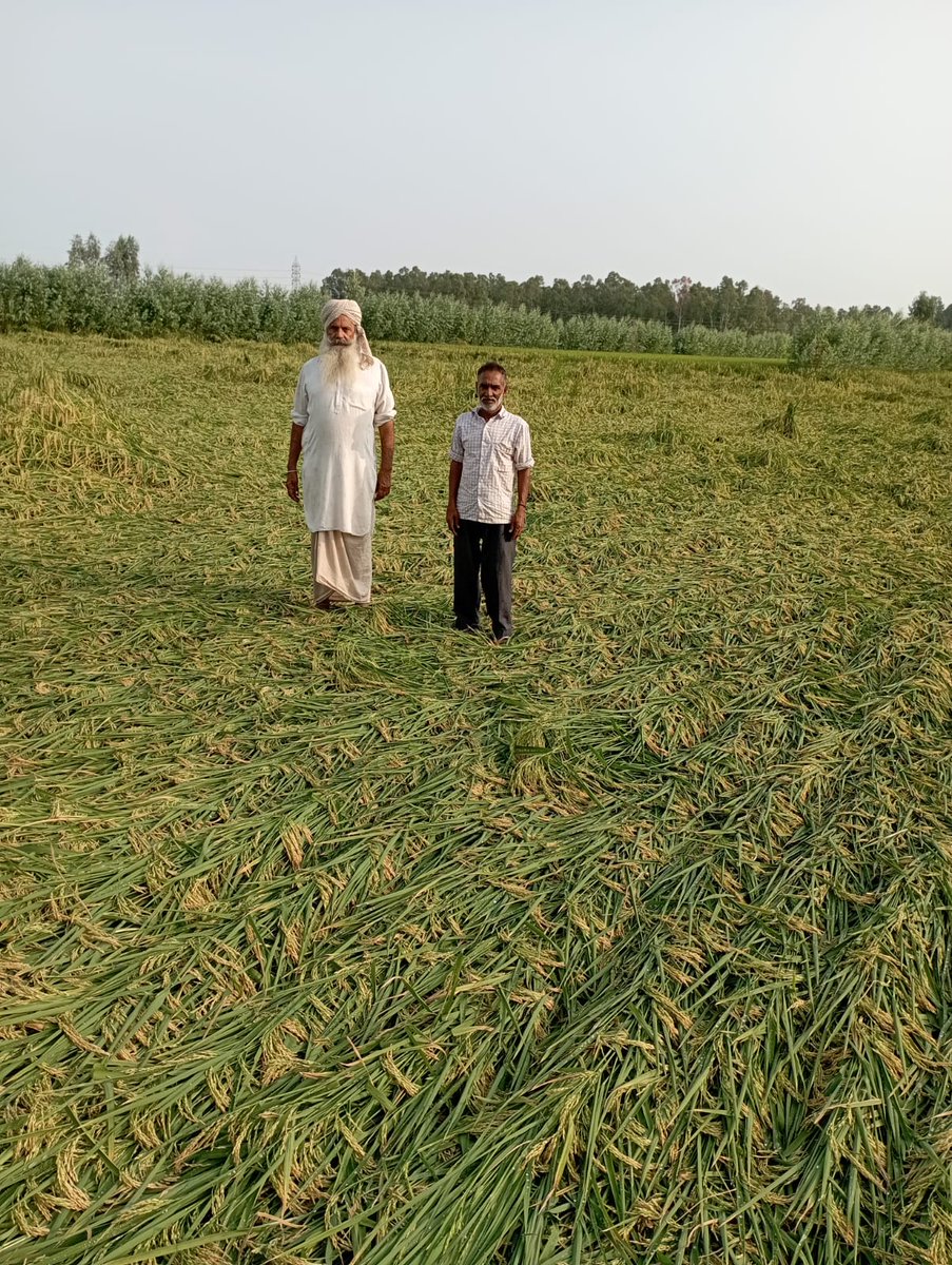 ashokdanoda's tweet photo. अंबाला के आसपास के क्षेत्रों में रात की हो रहीं बारिश से बर्बाद हो गया 🌾🌾🌾🌾
किसानों को चौतरफा मार झेलने पड रहीं हैं, मंडियों में उठान बंद बारिश अलग से मार गयी ।
अब बताओ किसान किस के पास जाएया क्योंकि सुने वाला कोई नहीं है 😭😭
#धान #बारिश #FarmersProtest https://t.co/4mWYcHhsov