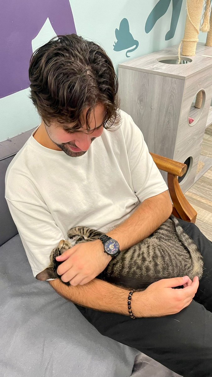 WolfeyGlick's tweet photo. My friends opened a cat cafe! If you’re near Sterling VA you should check out Meows Corner https://t.co/0pIFJpxWXz