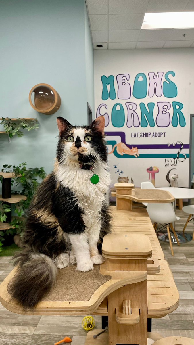 WolfeyGlick's tweet photo. My friends opened a cat cafe! If you’re near Sterling VA you should check out Meows Corner https://t.co/0pIFJpxWXz