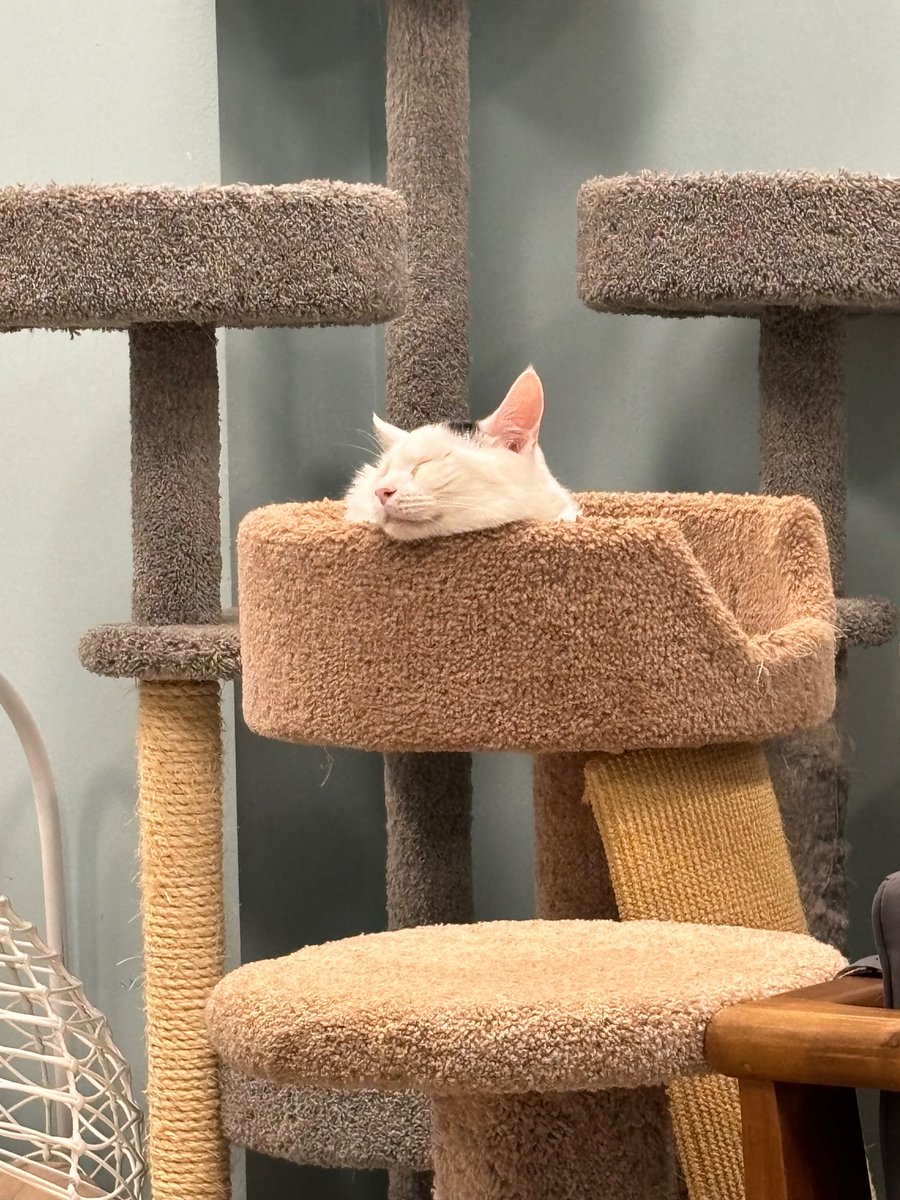 My friends opened a cat cafe! If you’re near Sterling VA you should check out Meows Corner