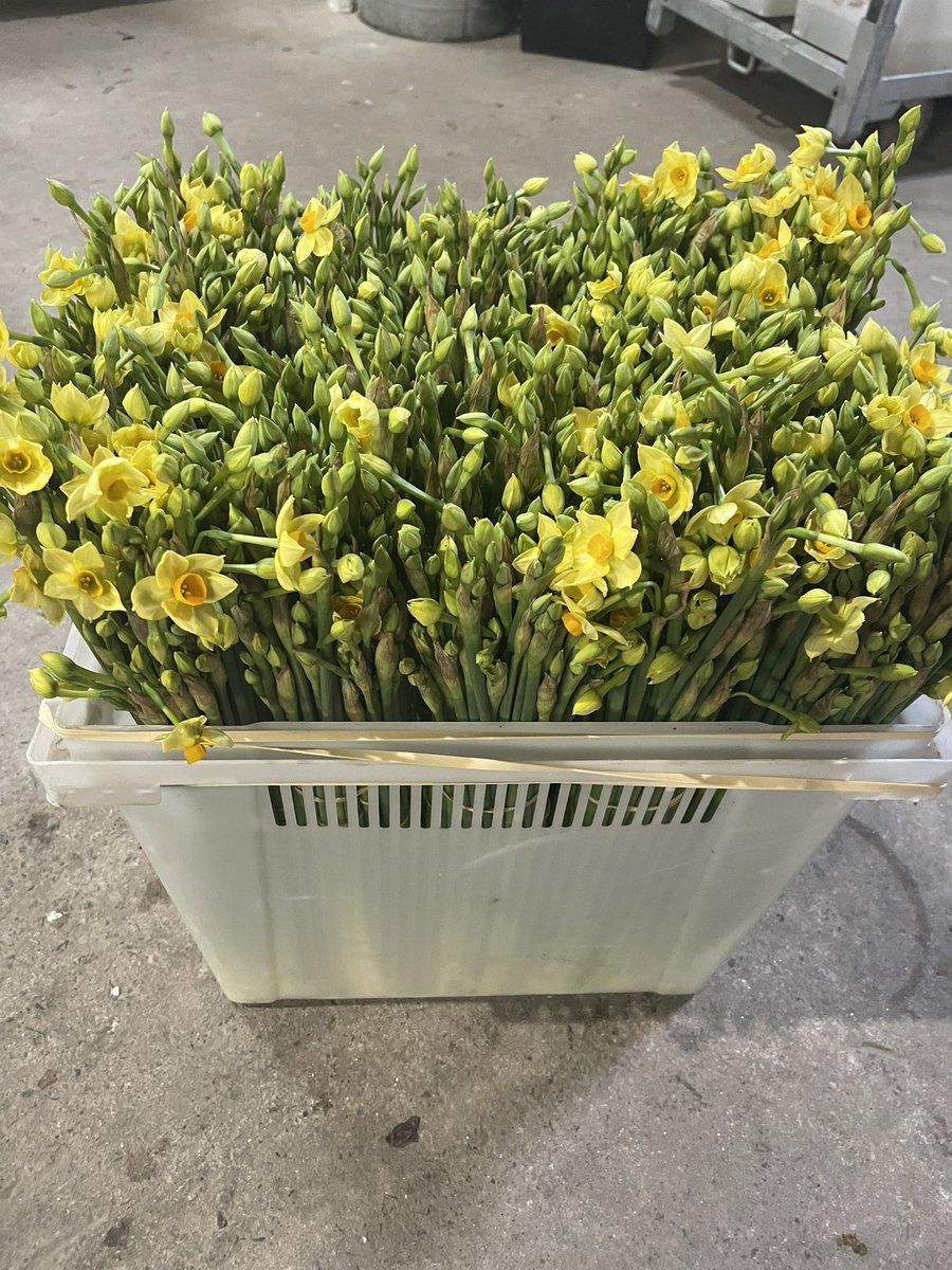 World exclusive First scented Narcissi on the Uk Mainland @flowersbyclowance