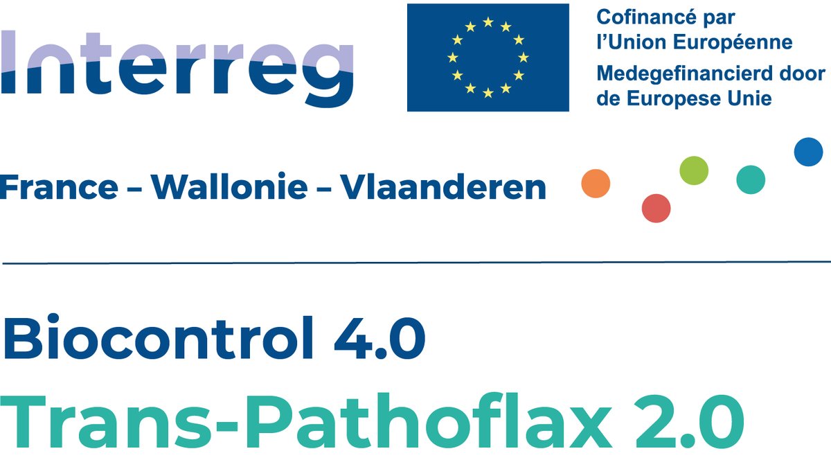 TransPathoflax's tweet image. @TransPathoflax 2.0 is officieel van start gegaan! 
🗓️4 jaar 
🔎3 belangrijke vlasziekten bestuderen: Verticillium, Septoria en echte meeldauw in vlas 
🌐Volg ons in de ontwikkeling van duurzame bestrijdingstechnieken voor deze schimmelpathogenen in vlas @InterregFWVL