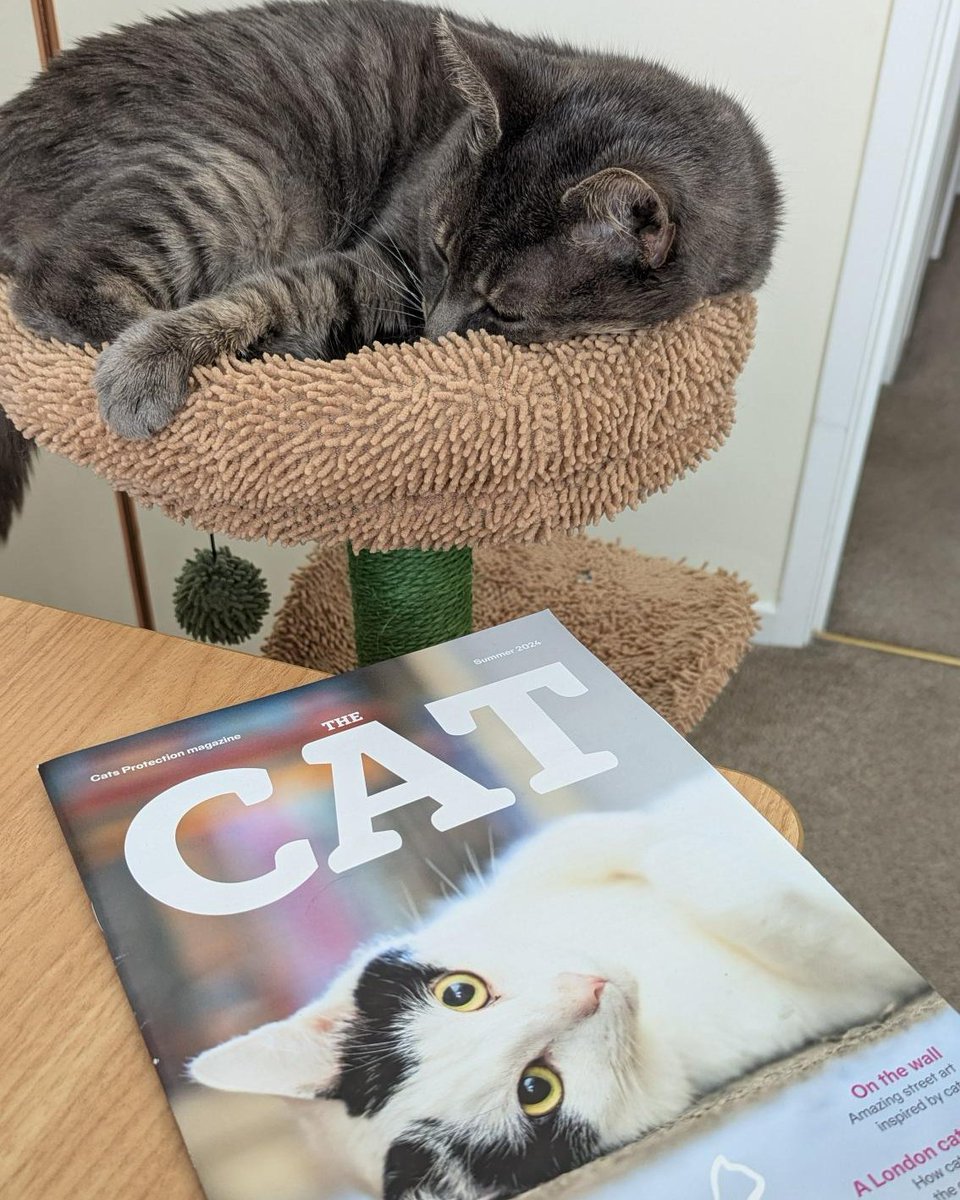 Get quarterly updates on all things cat related with The Cat magazine. The upcoming issue will feature; key findings from our CATS Report, the environmental side of parasite control, expert behaviour advice and much more. Sign up for only £15 a year: spr.ly/TheCatMag 😺