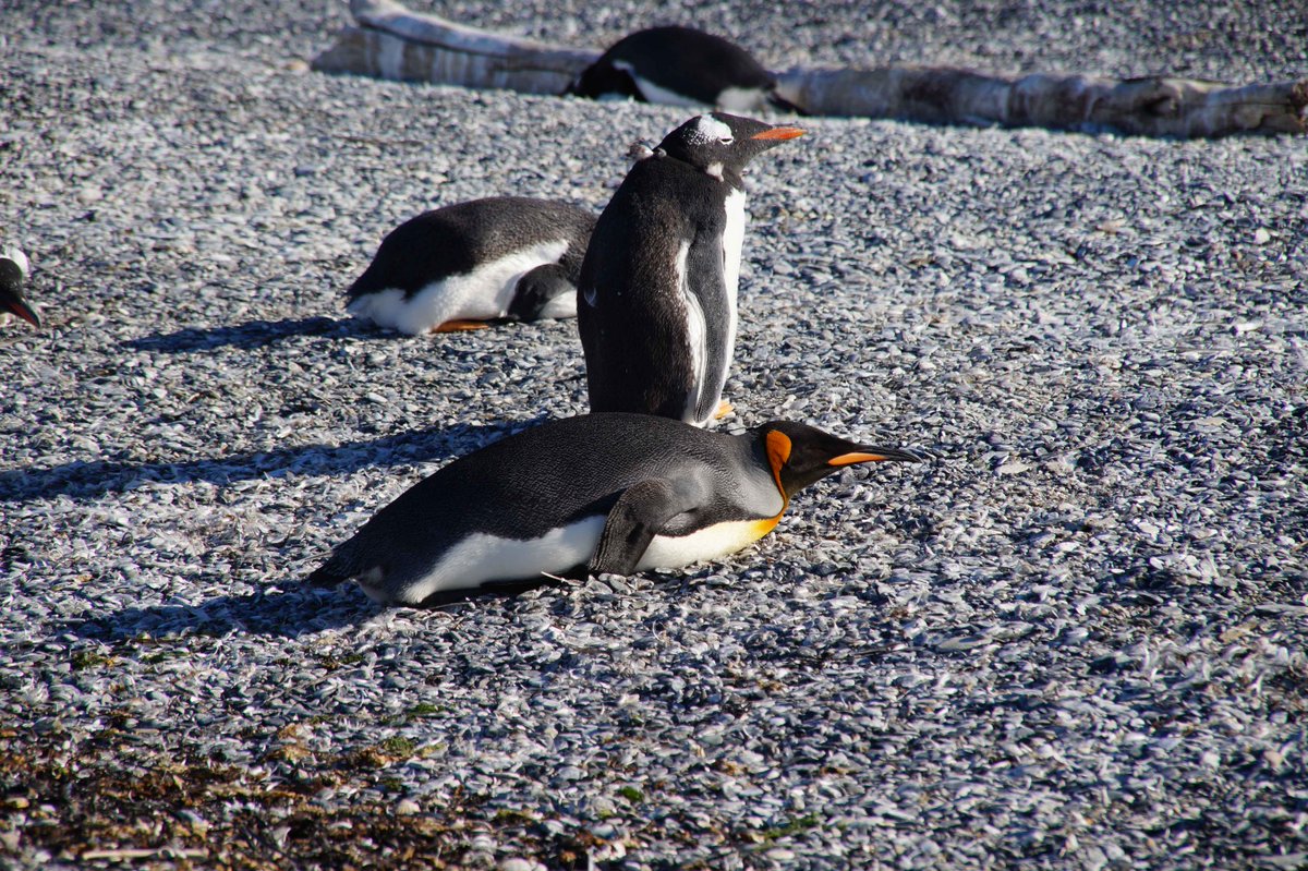 Journey Latin America tweet media