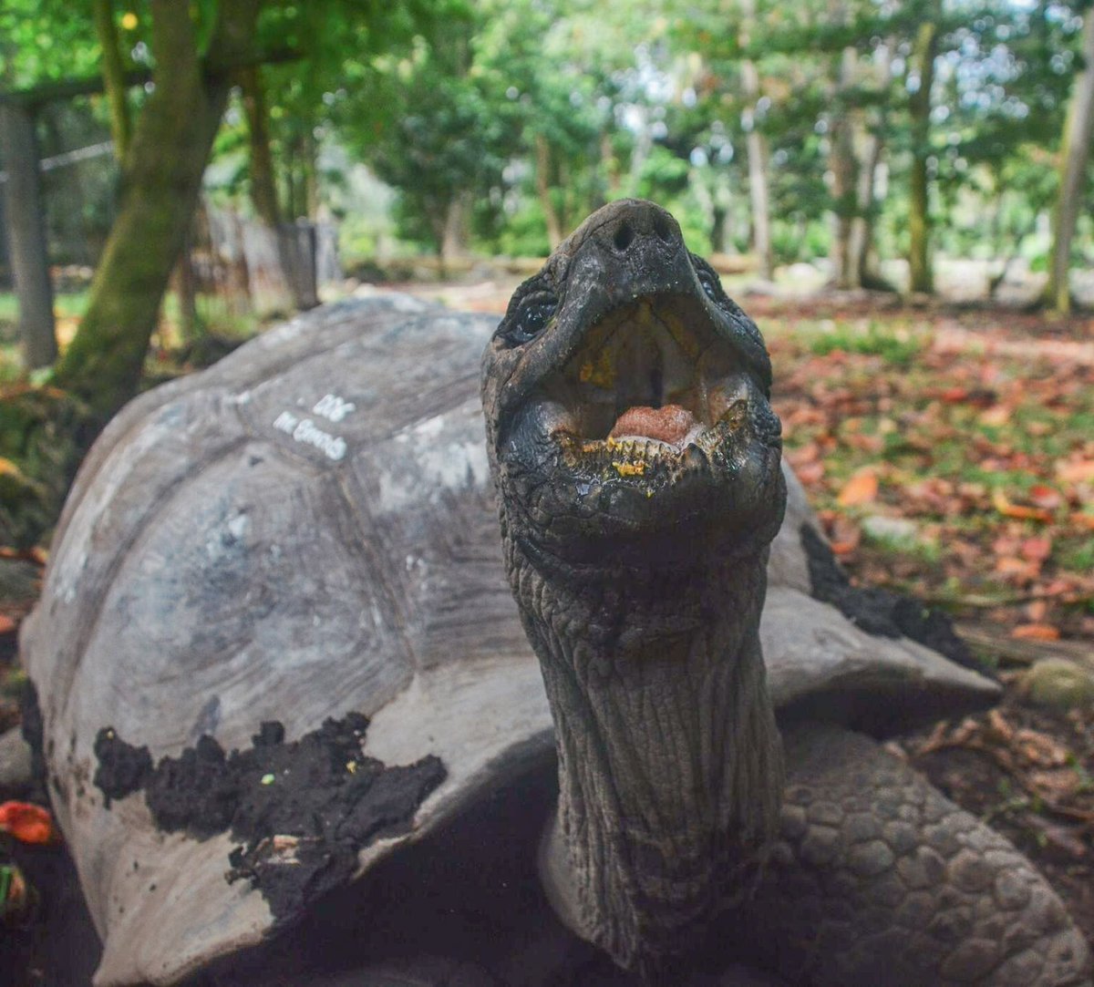 Indian Ocean Tortoise Alliance (@iotaseychelles) on Twitter photo Slowly but surely, getting closer to the weekend🐢✨ Who’s ready to unwind and shell-ebrate?
Fun fact💡During the dry season, when their usual grazing spots dry up, Aldabra giant tortoises switch to munching on fallen leaves from shrubs and trees🍂
📷<a href="/iotaseychelles/">Indian Ocean Tortoise Alliance</a> Slowly but surely, getting closer to the weekend🐢✨ Who’s ready to unwind and shell-ebrate?
Fun fact💡During the dry season, when their usual grazing spots dry up, Aldabra giant tortoises switch to munching on fallen leaves from shrubs and trees🍂
📷<a href="/iotaseychelles/">Indian Ocean Tortoise Alliance</a>