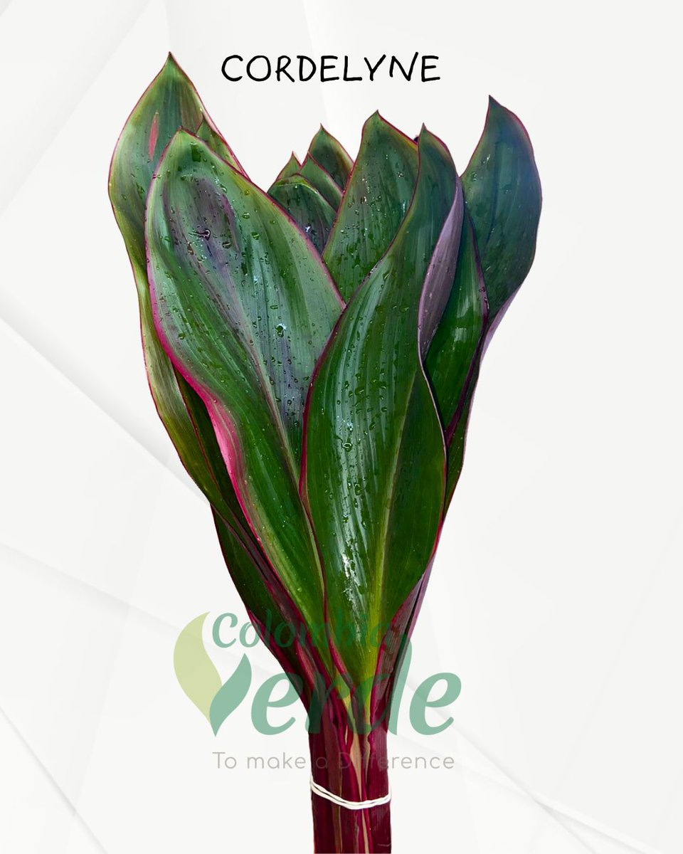 ColombiaVerde_1's tweet photo. La cordyline son unas plantas muy decorativas, sobre todo por sus hojas laceoladas poseen tonos verdes y rojizos o fucsias.
#cordyline #cordylinefruticosa #cordelyne #follaje #foliage #ruscus #colombiaverde #expoflorecuador2024 #flowersofcolombia https://t.co/lc1EuKKS5g