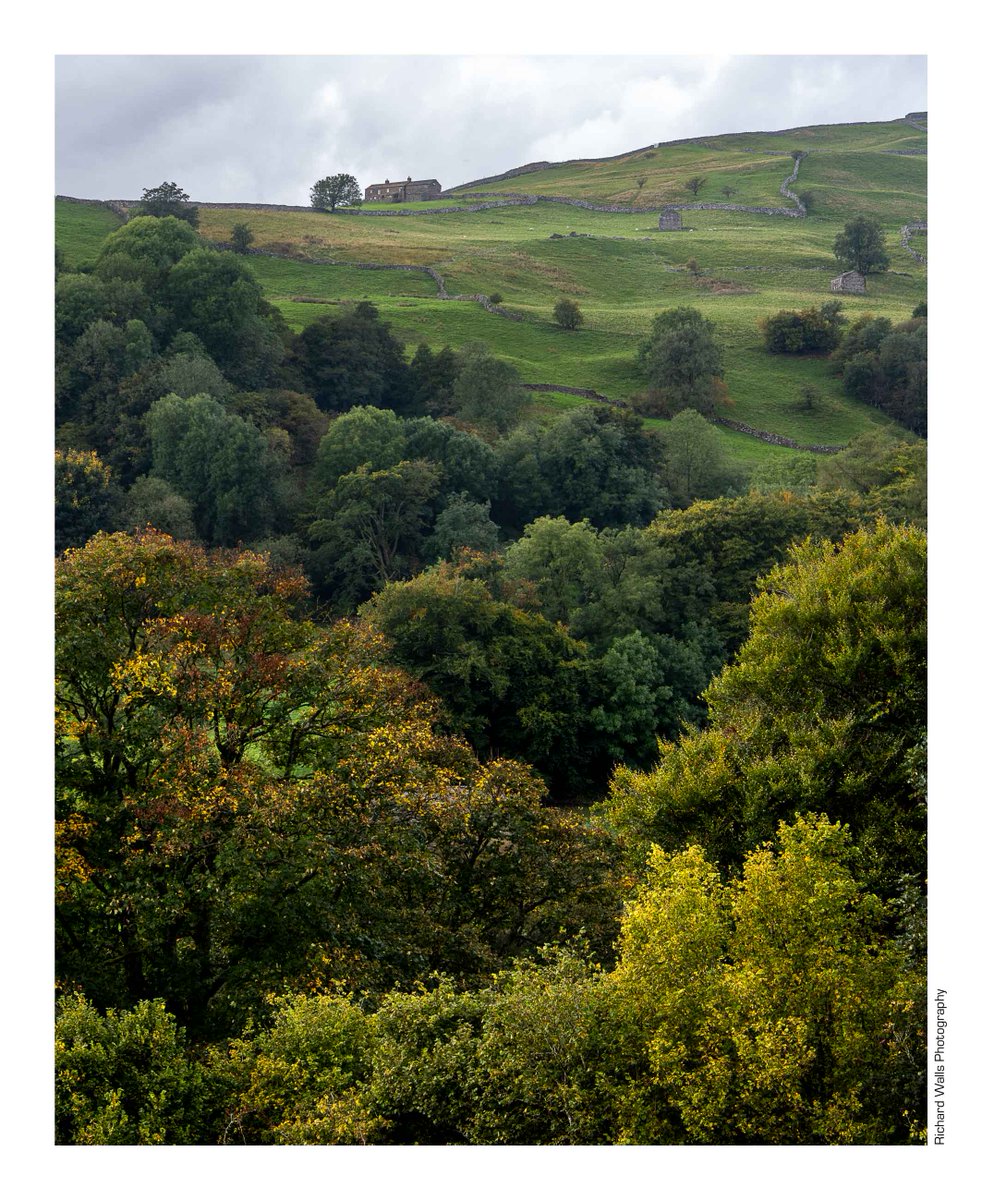 Kisdon Cottage on the horizon.  Swaledale's autumn colours are starting to show. #Swaledale #YorkshireDales