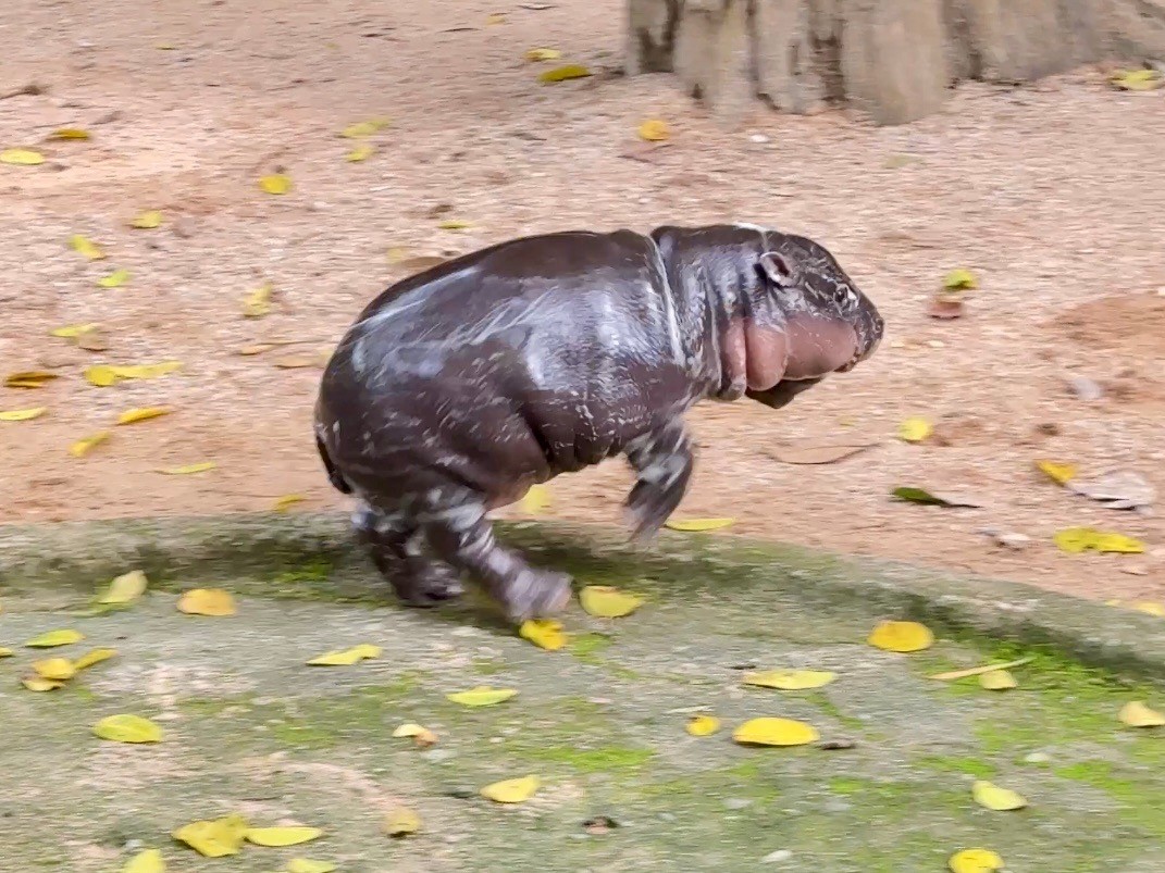 สวนสัตว์เปิดเขาเขียว Khao Kheow Open Zoo tweet media