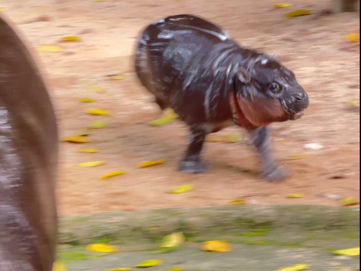 สวนสัตว์เปิดเขาเขียว Khao Kheow Open Zoo tweet media