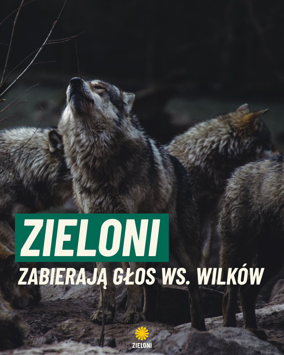 ❗️POLSKA POWINNA ZAGŁOSOWAĆ PRZECIWKO ZMIANIE STATUSU WILKA❗️Oficjalne stanowisko Rady Krajowej Zielonych⬇️

W grudniu 23 r. Komisja Europejska złożyła wniosek o przyjęcie przez UE stanowiska o przeniesieniu wilka z gatunków ściśle chronionych do gatunków, wobec których dopuszcza