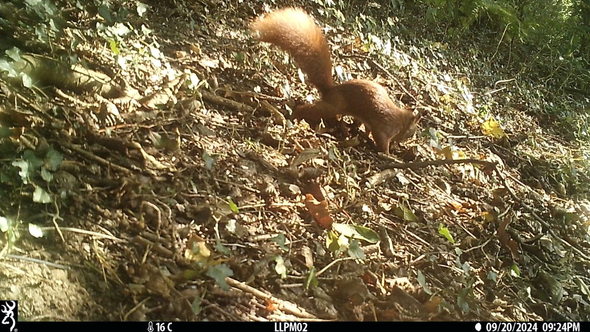 Dr Craig Shuttleworth tweet media