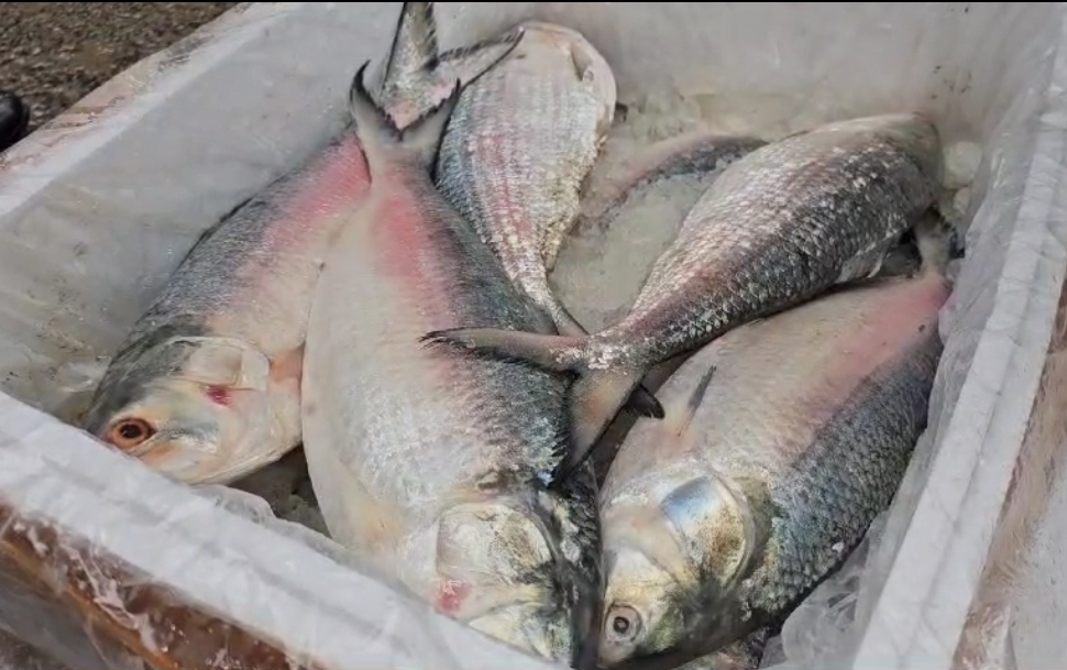 অবশেষে প্রথম চালানে ভারতে গেলো ১৮ মেট্রিক টন ইলিশ